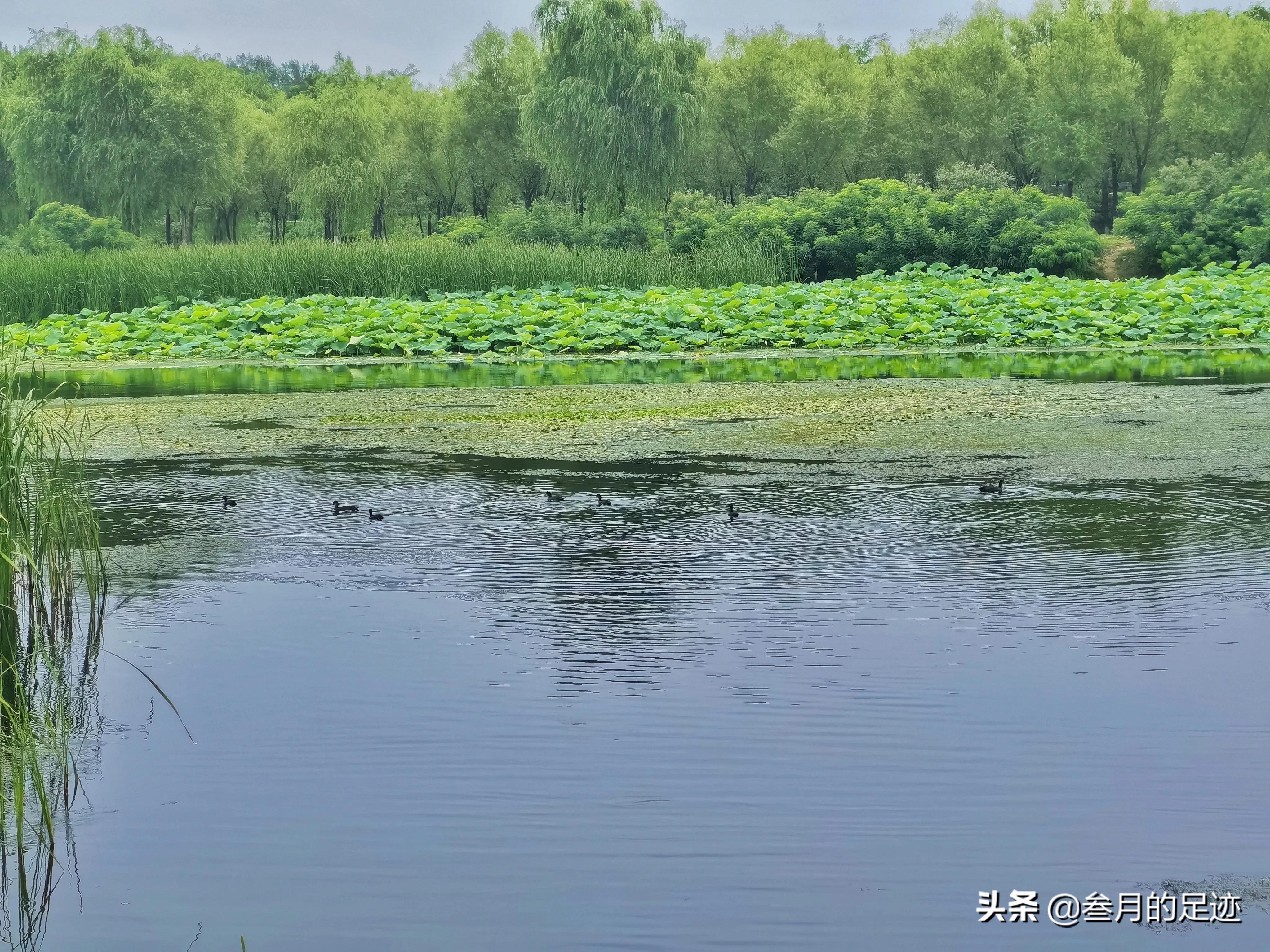 草地，森林，美丽的河流，露营遛娃，北京房山夏日休闲好去处