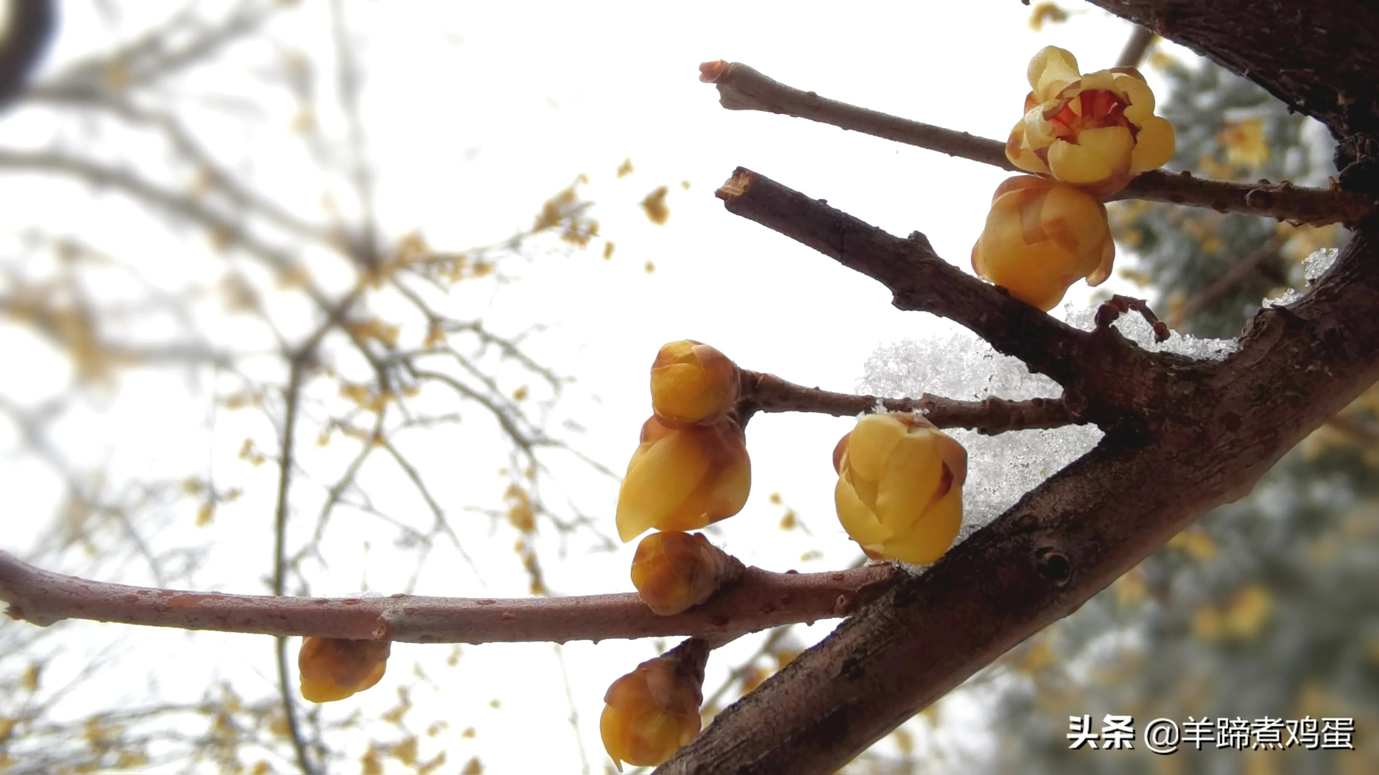 难览观园全画景雪覆腊梅一隅香——踏雪寻游北京大观园