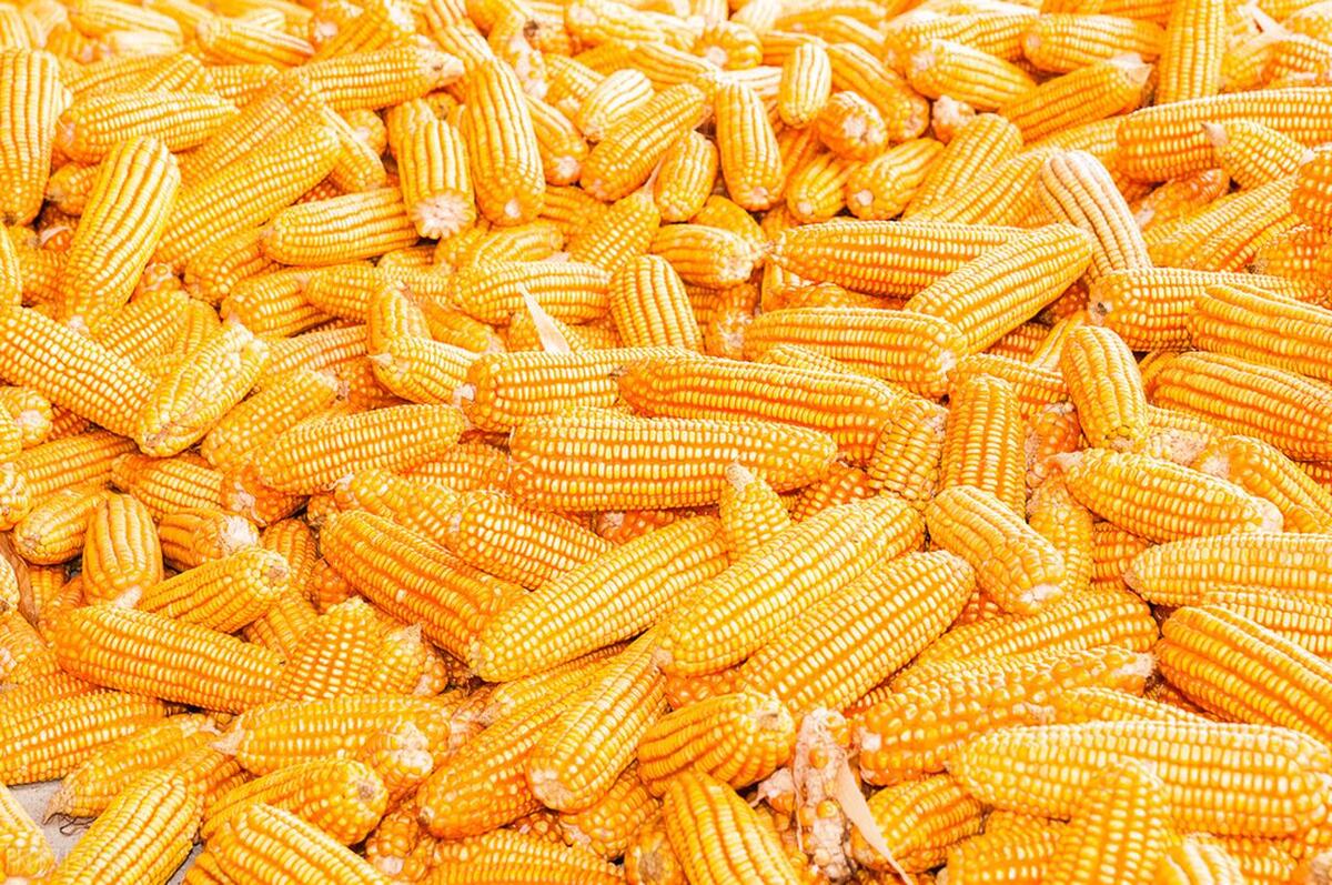 玉米跌落1.5元以下，7月2日玉米价格行情！