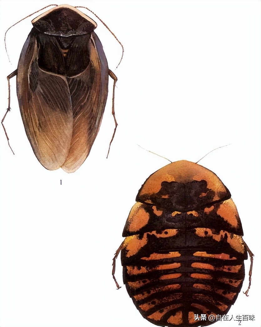 又名土鳖,地鳖虫,地蜱虫,山蟑螂,地乌龟,土元,臭虫母,盖子虫,节节虫