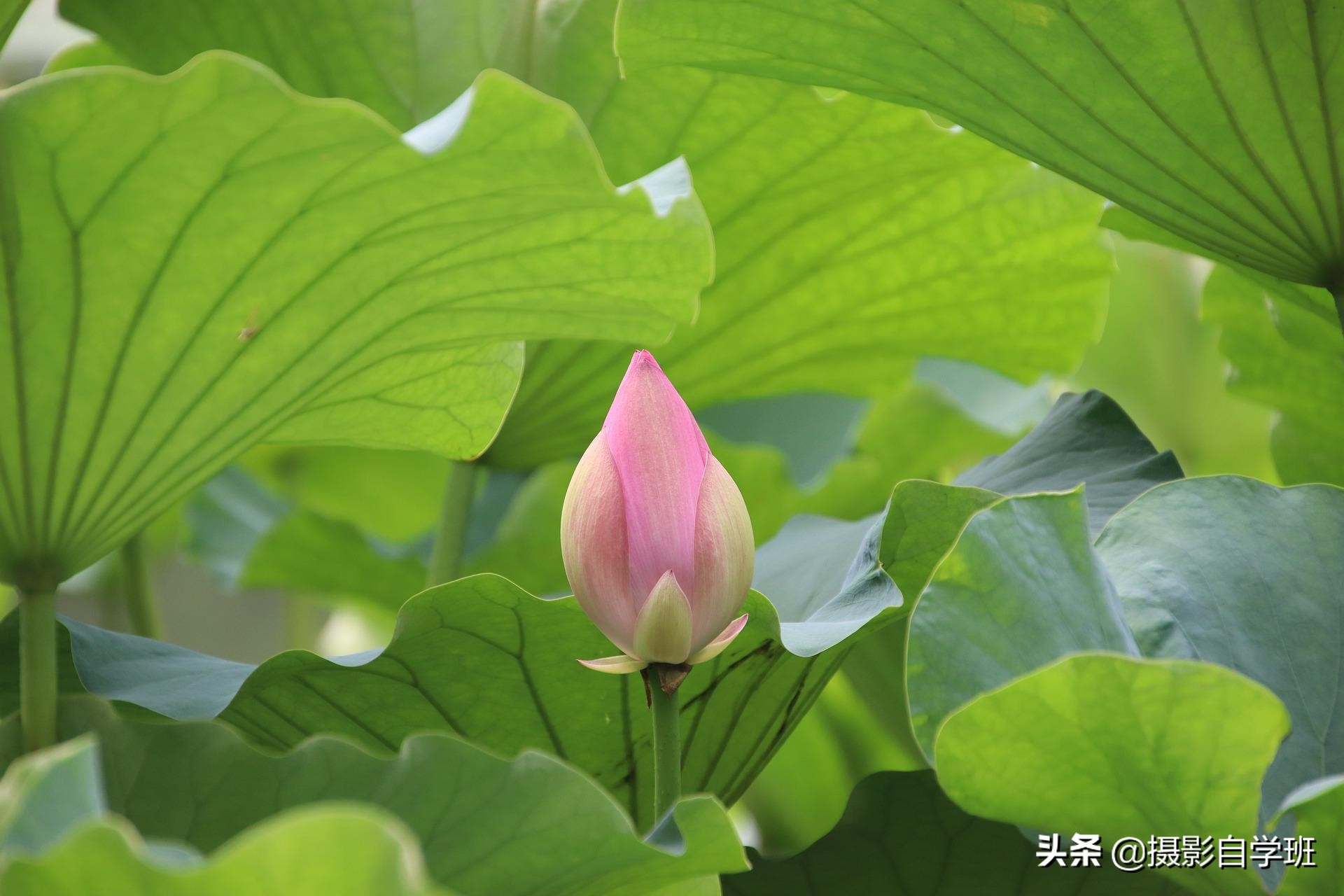 荷花照片这么拍，娇艳不庸俗，荷花和书法和印章更配