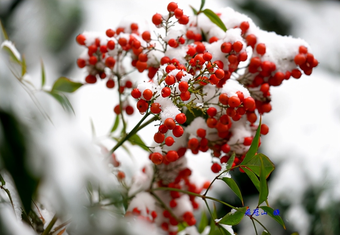 感恩大自然的馈赠“花果揪雪韵”