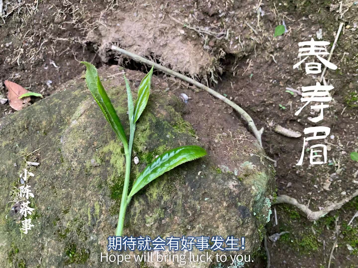 明前茶和明后茶有什么区别（6点实用的白茶冷知识）