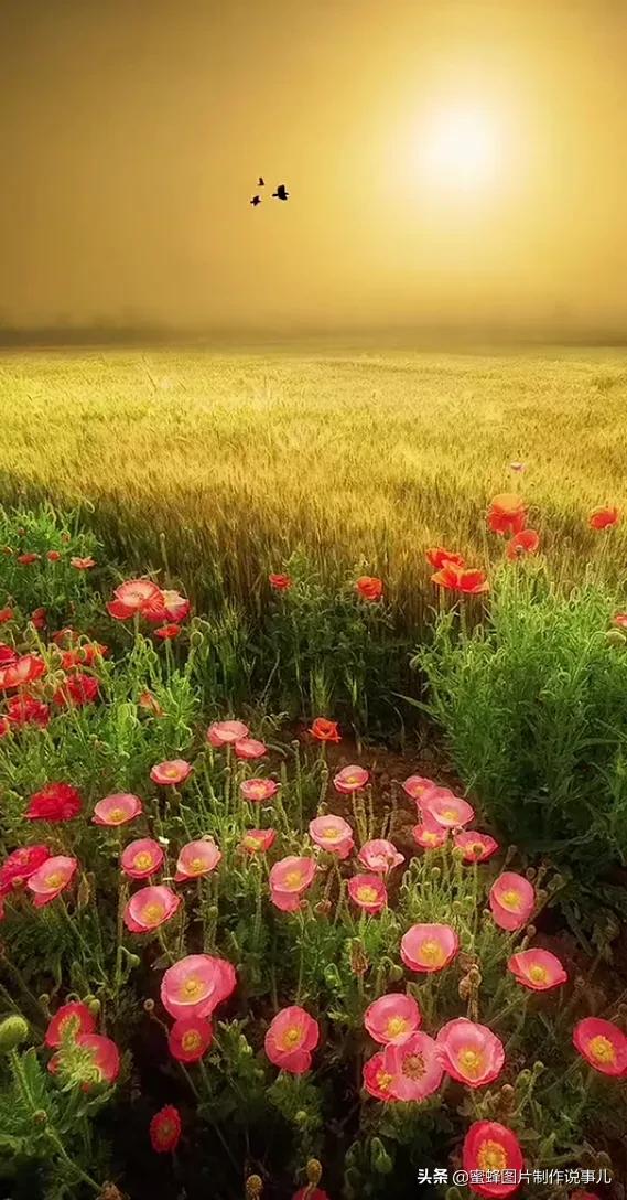 壁纸美图,美的风景为您带来愉快的心情