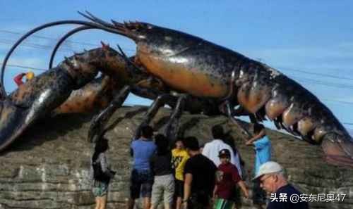 巨型龙虾图片（图文讲解世界上最大的龙虾）