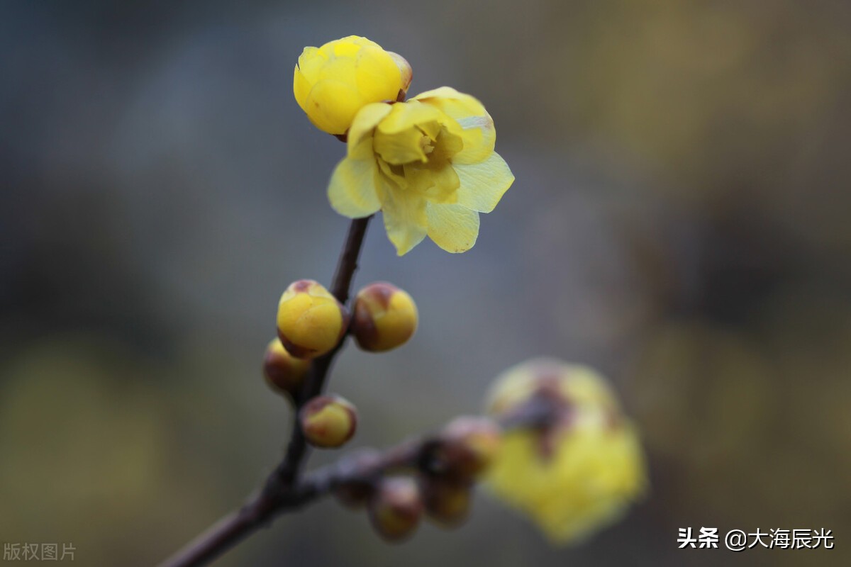 冬意深处，坦然不语，愿与雪花共舞