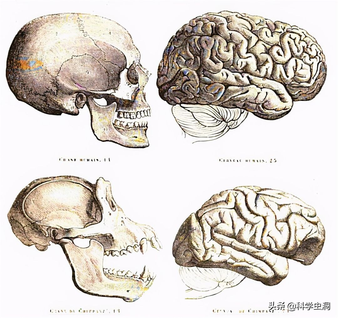 人类宝宝那么蠢，不会走路只会哭，如何在原始社会生存呢？