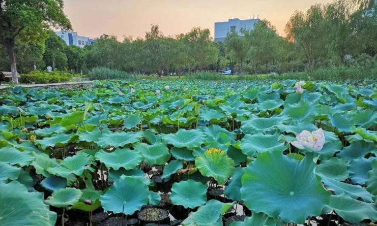 “夏”一站，来南京师范大学吧！听一城繁华古韵，品一校百廿芳华！