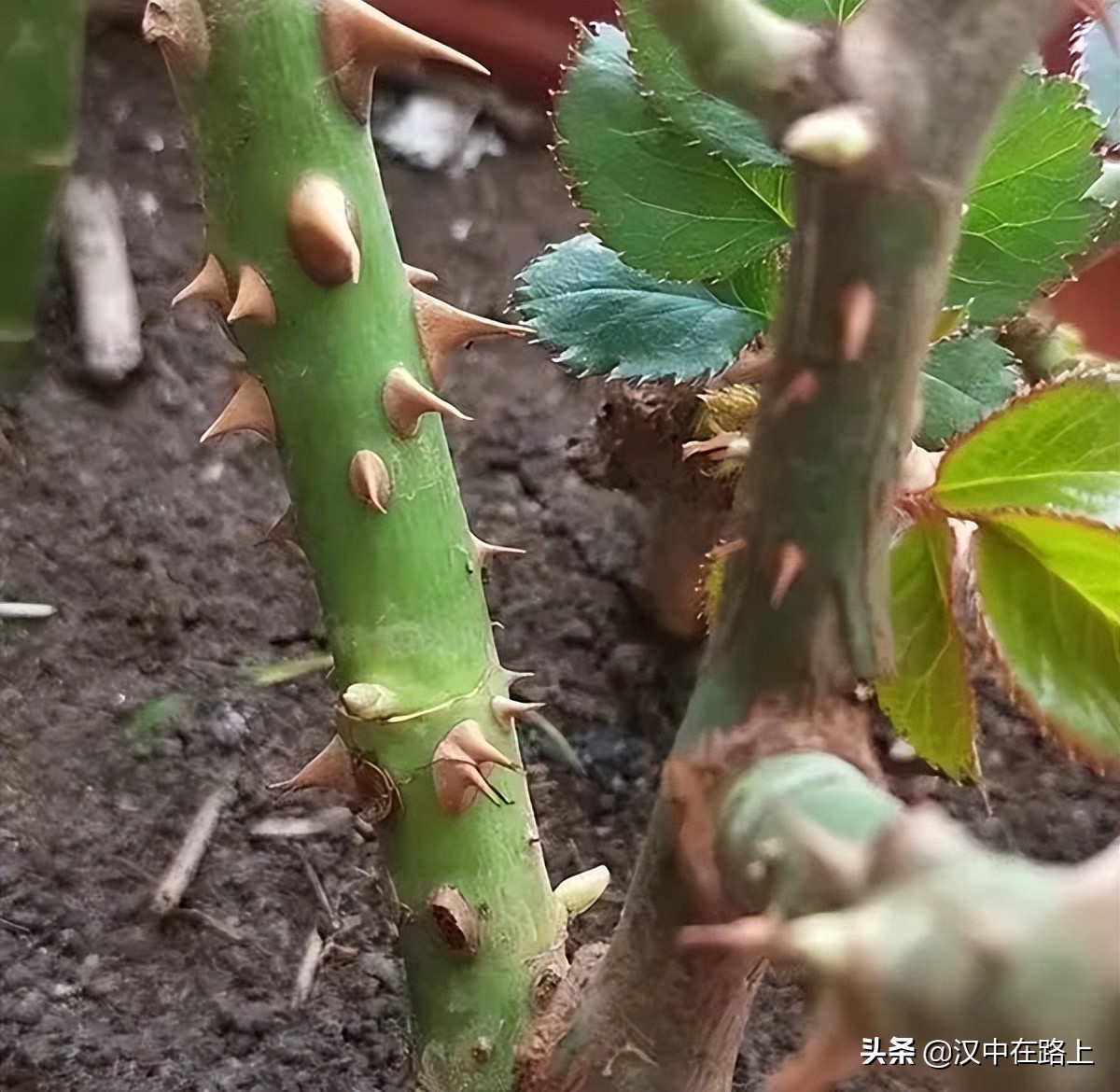 漢中濱江新區(qū)金牛路——“月季大道”上線了