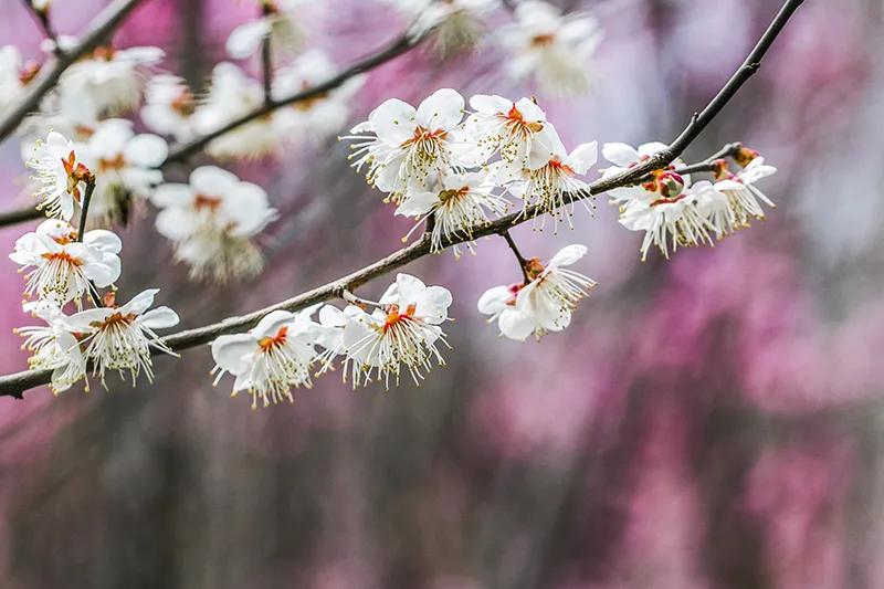 蔷薇科杏属植物杏梅（盘点杏梅种类以及特征）