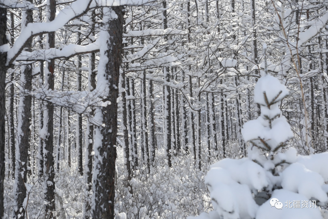 美图！三月春雪添诗意 玉树琼瑶美“出圈”