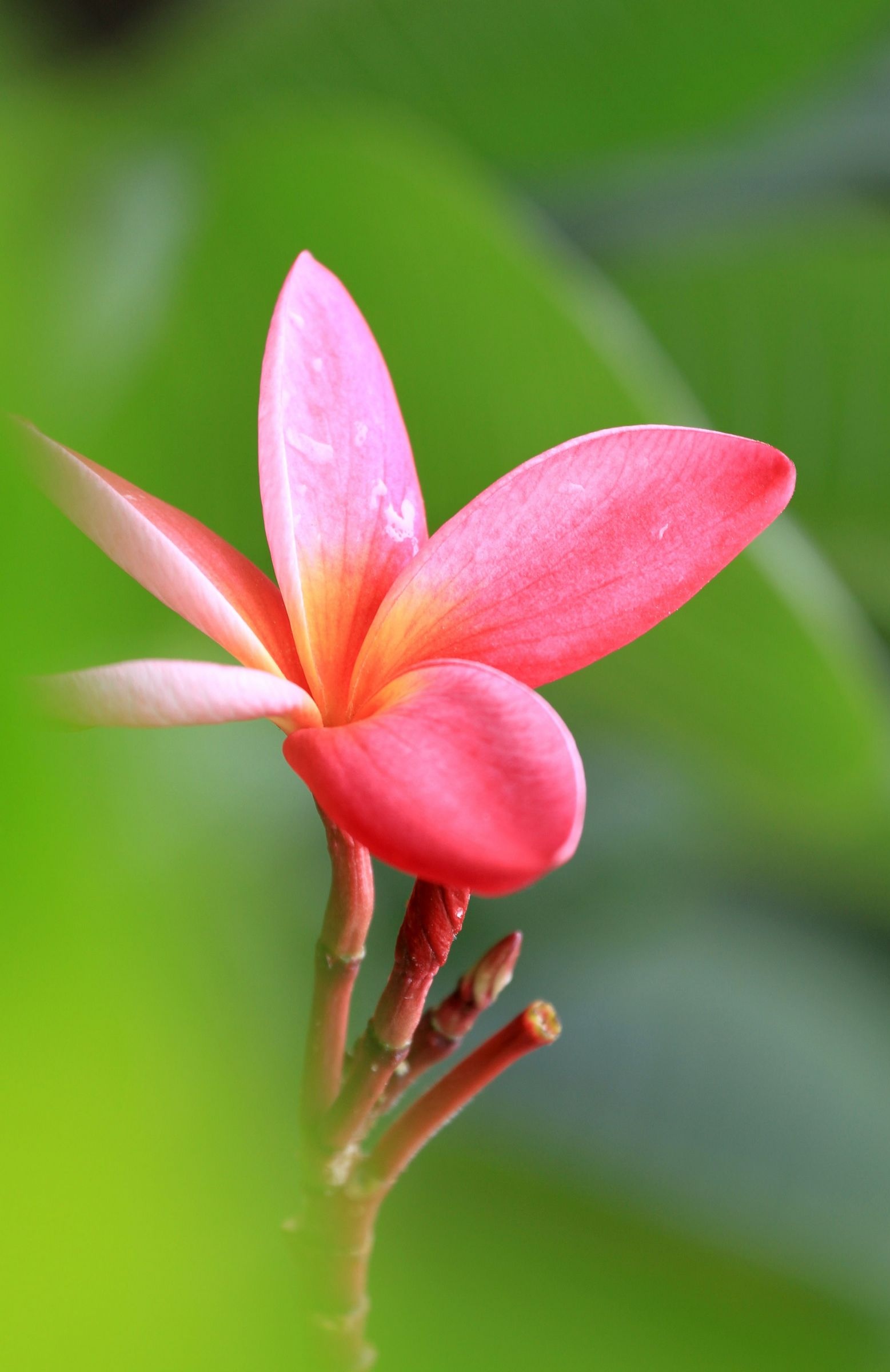 散文:生命如花,向往春天