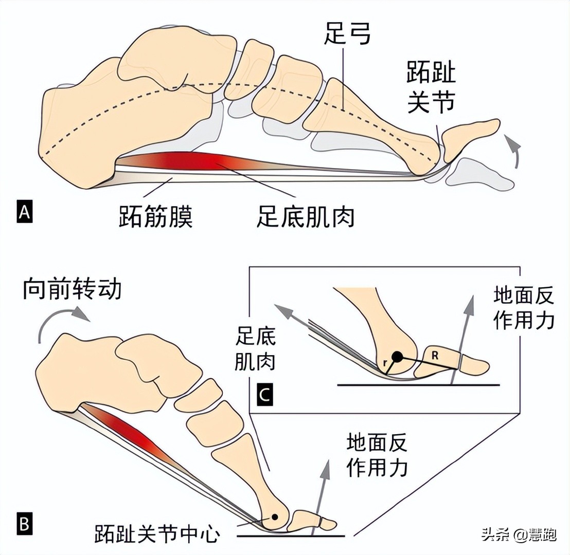 halo系统图片(F1中国车手被HALO保护系统救回一命：跑者靠什么避免运动伤害？)