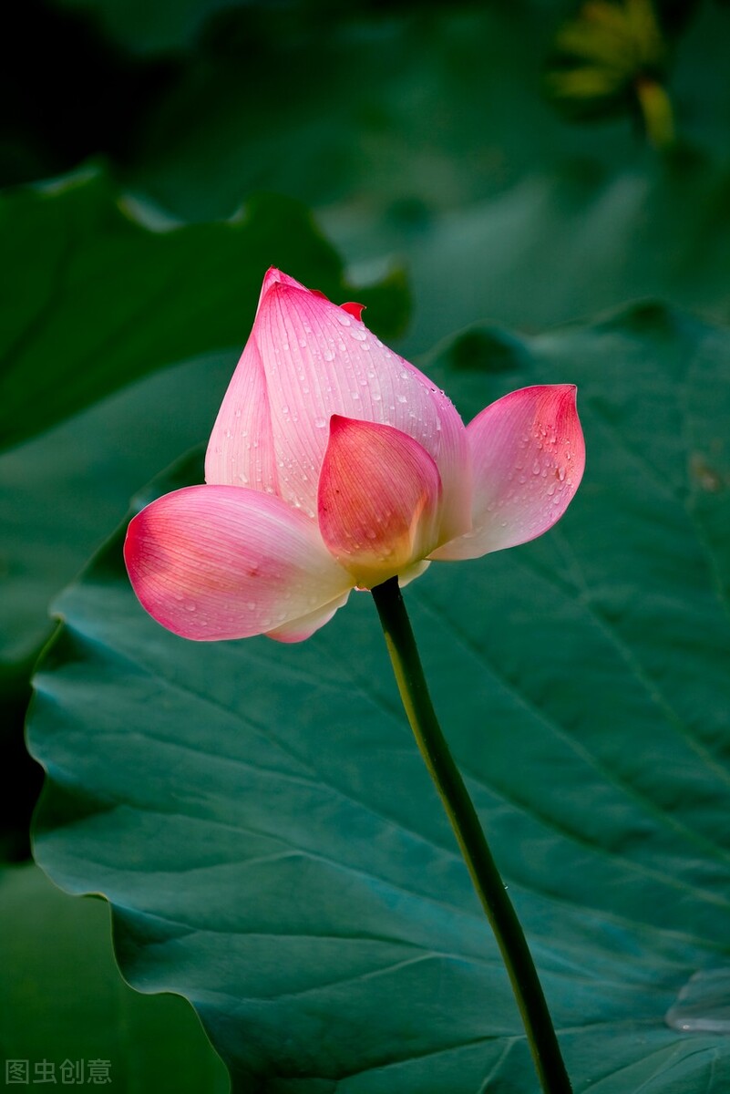 50张唯美禅意风景图片.高清淡雅意境壁纸,让人心静的自然美图