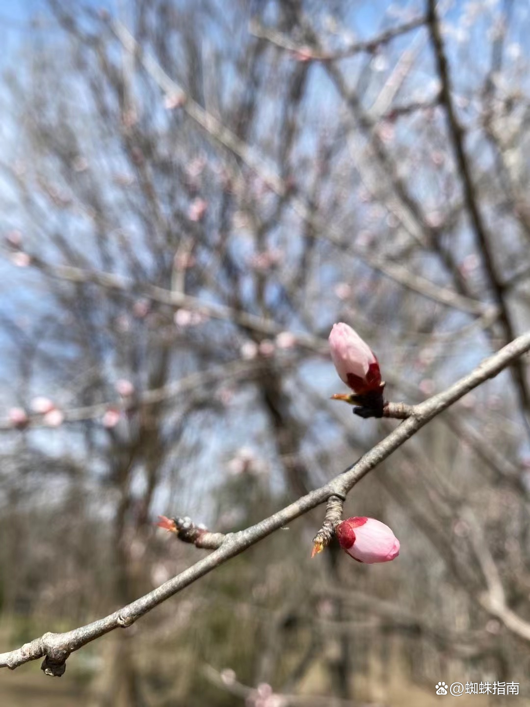 奥林匹克森林公园有收门票吗(清明踏春好去处，打卡北京奥林匹克森林公园，安排上)