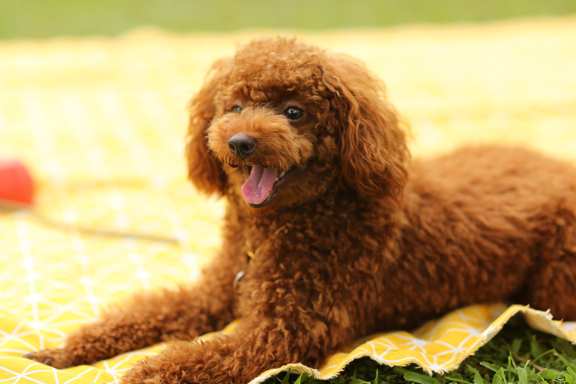 最会讨好人，误解最深的狗狗：“泰迪犬”性格全面解析
