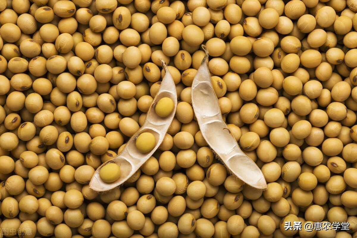 大豆价格走势详解，现在大豆价格多少钱一斤？