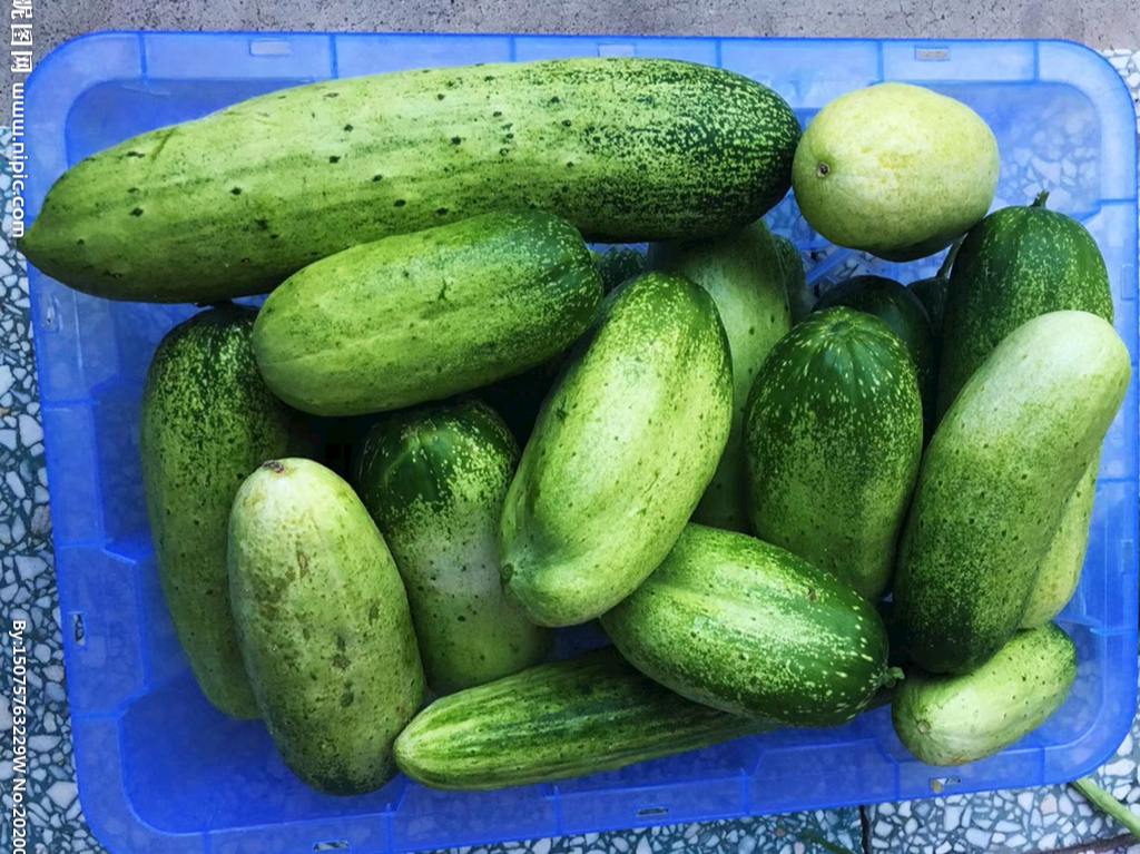 立秋吃西瓜(立秋以后,老人常说"秋瓜坏肚",秋瓜是什么瓜?