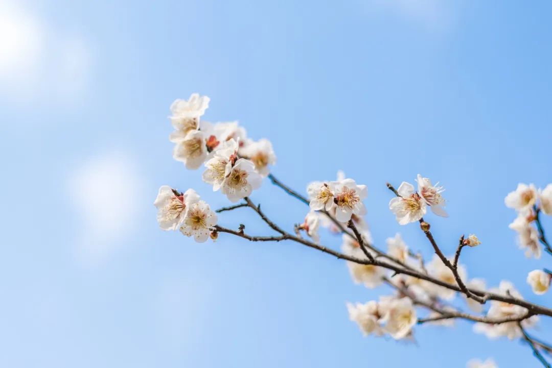 冬天花败,春暖花开,有人离去,有人归来.