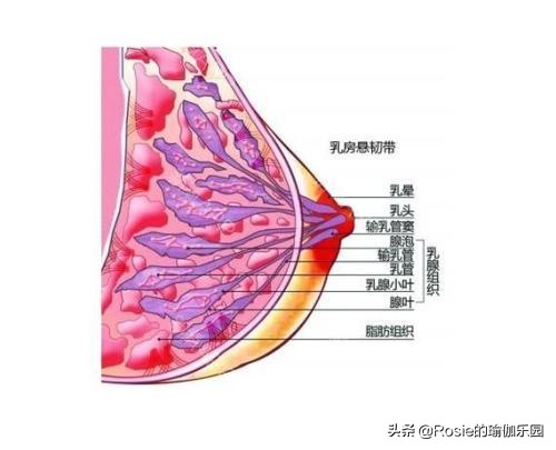 张雨绮狂甩50斤前凸后翘，如何拥有同款美胸？做好这两点