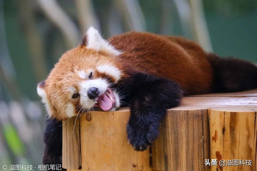 试玩一个兼具高性能与便携性的生态拍鸟新组合