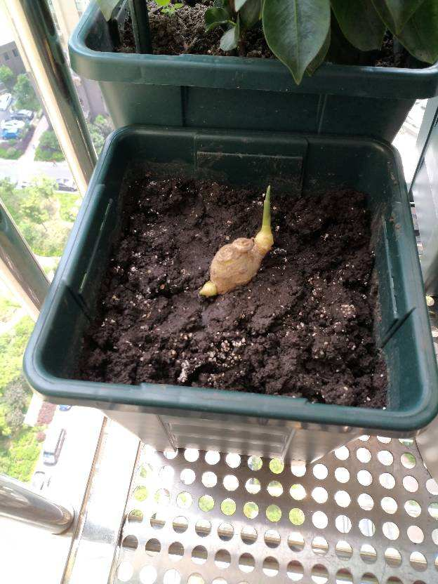 一块生姜埋土里，阳台也能长满一大桶，一年吃不完