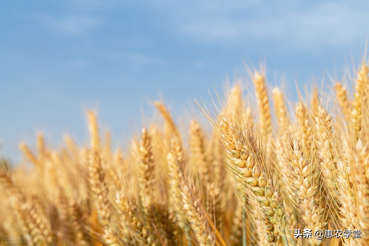 2022年夏粮小麦多少钱一斤？价格会上涨吗？最新小麦价格行情预测