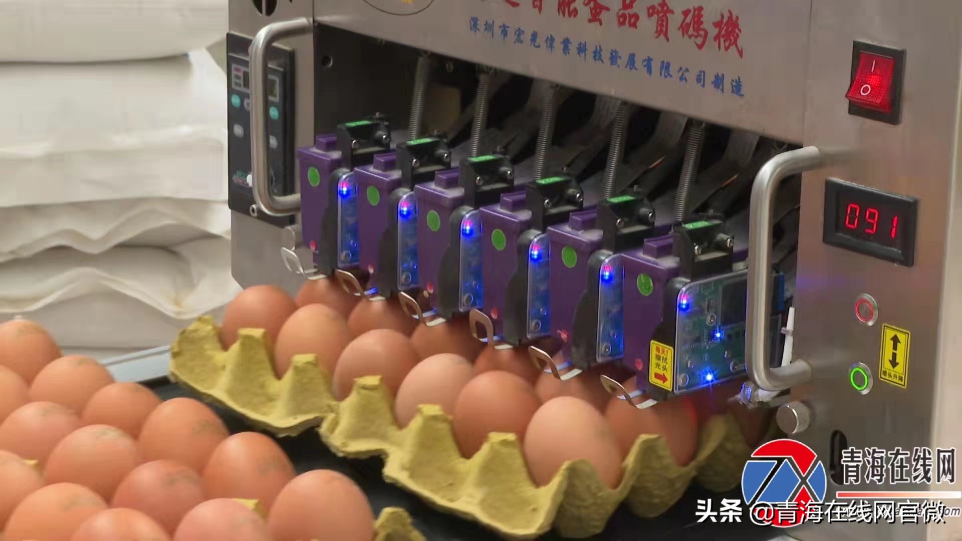 青海80后大学生夫妻回乡创业，年收入1000多万