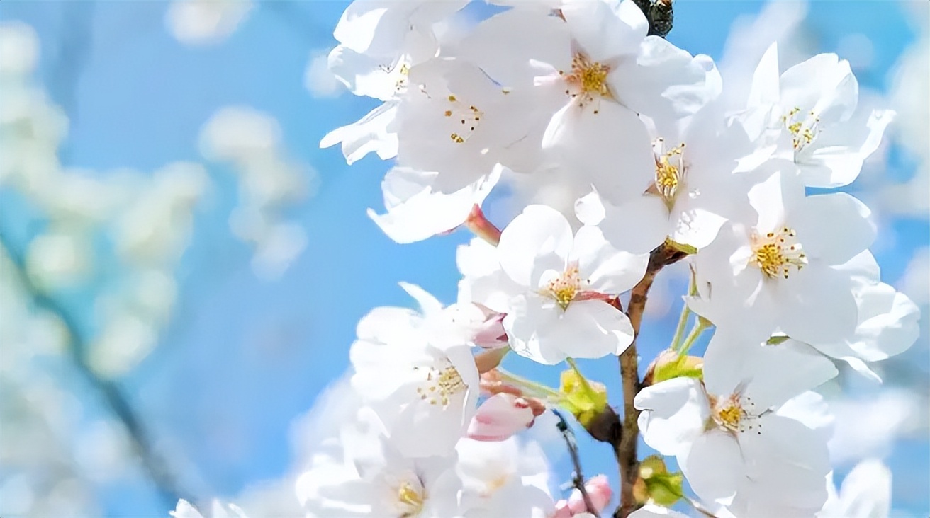 诗词鉴赏-欲与梨花共白，十首白桃花的诗词，酝酿一个浪漫春色