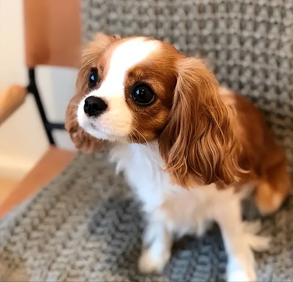 小型犬有哪些 不掉毛的狗狗品种小型犬-丹霞百科