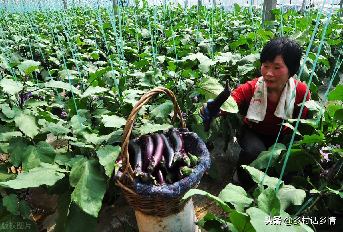 韭菜亩产量一般多少斤（这几种产量超高一亩能顶两亩）