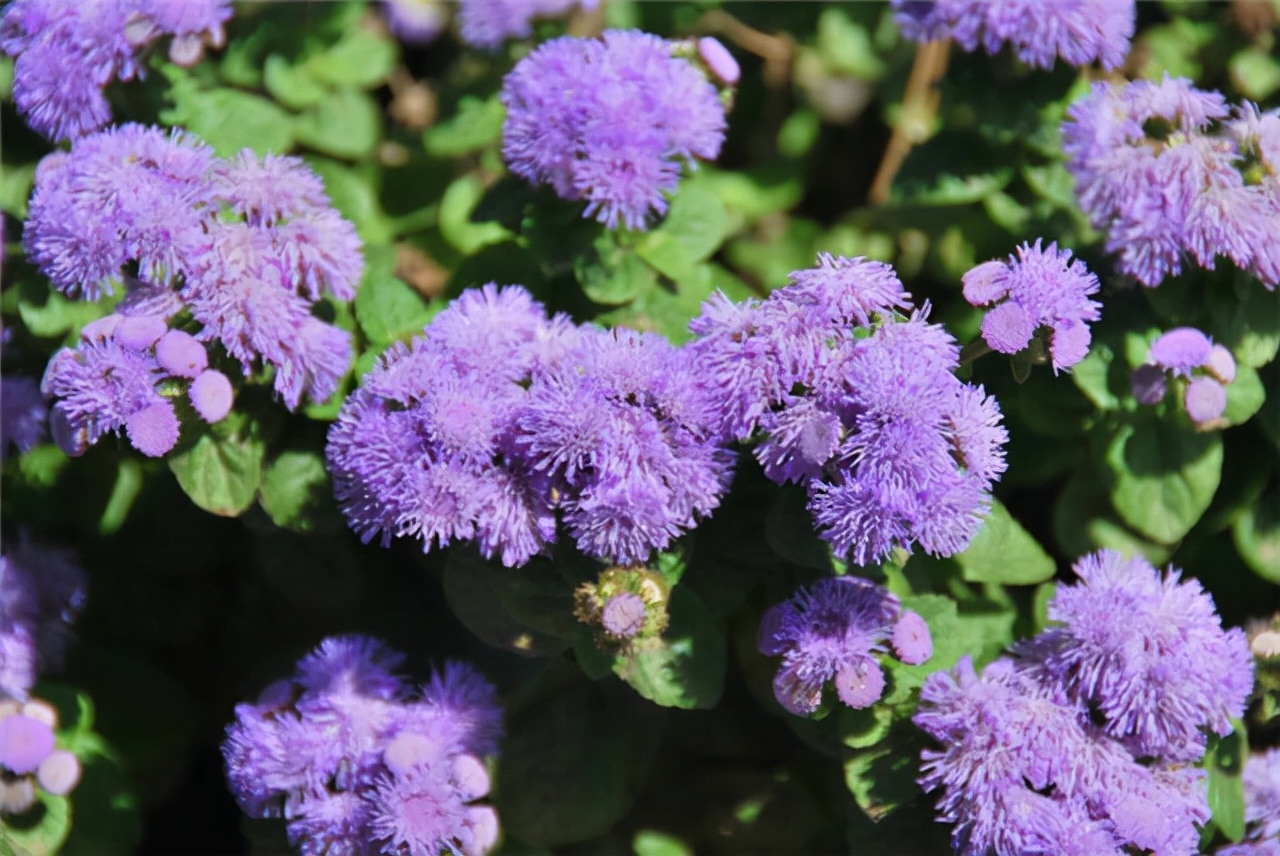 公园里有什么花(公园里常见的路边植物大全)