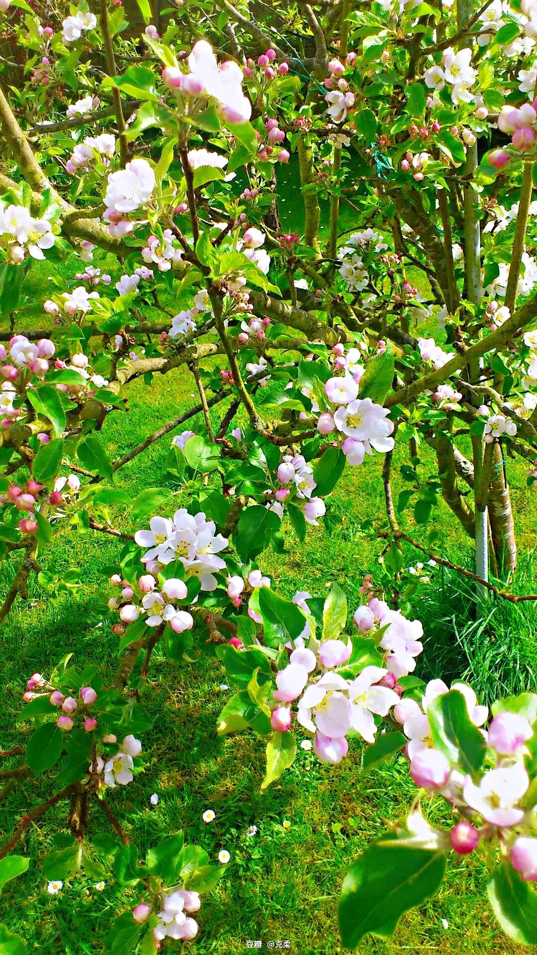 苹果树 蔷薇科, 苹果属落叶乔木, 可高达15米.栽培树一般3-5米左右.