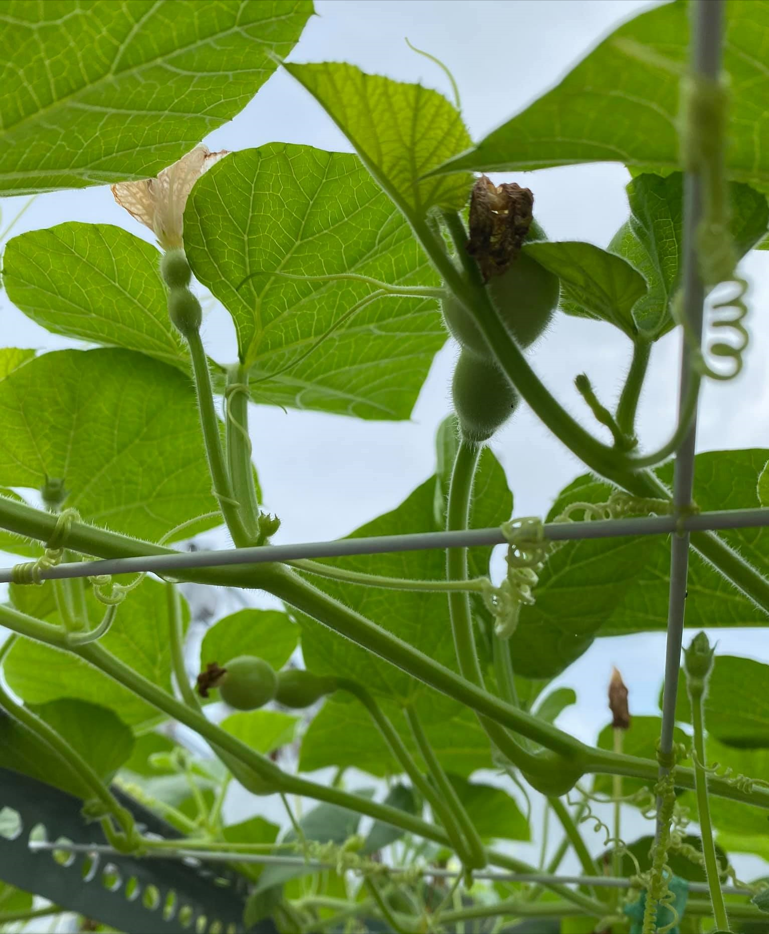 女厂长利用100平方米露台，投资3000块钱，种植了各种干净蔬菜