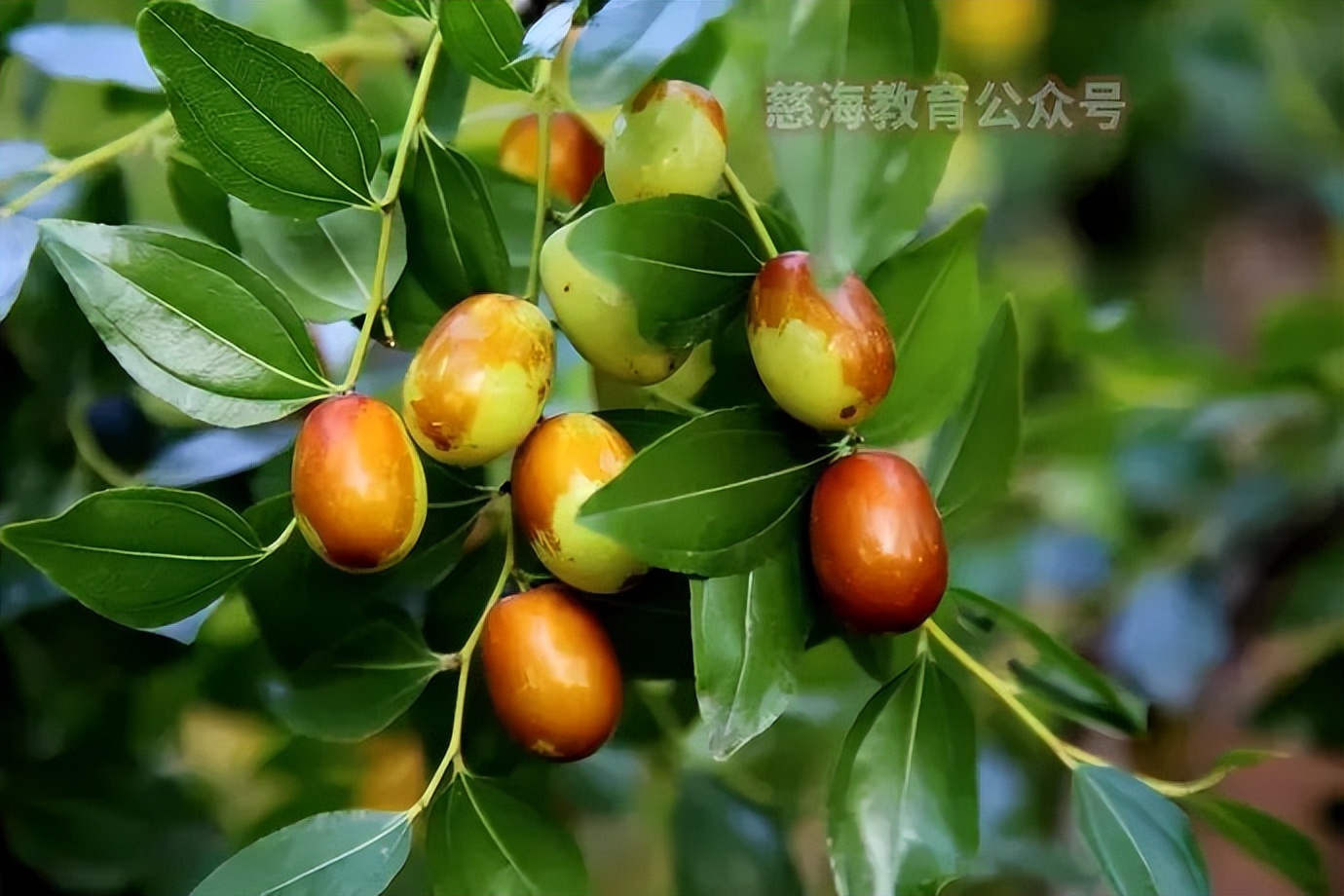 每天學習一味中藥——大棗