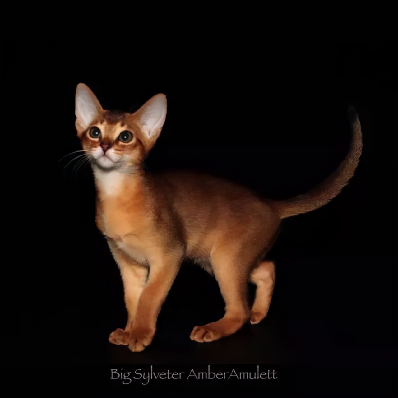 尤金·奥尼尔说"好奇心害死猫",大概是因为猫的好奇心很重,常常喜欢