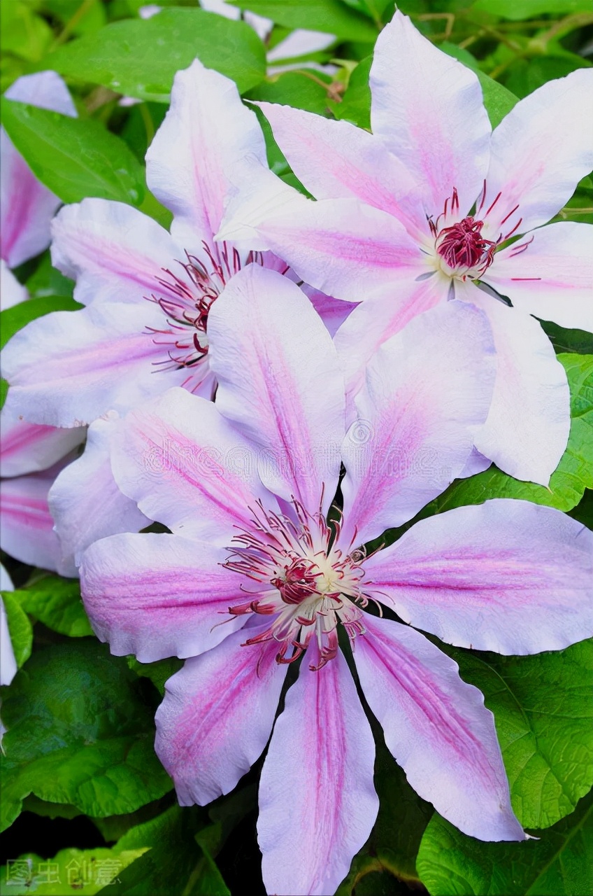 一花一世界，一花一春天，一爱一深情，心中有花海，余生清欢安然