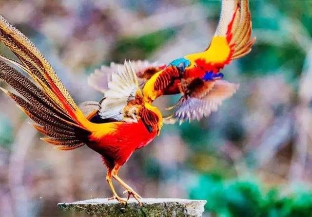 神鸟凤凰真的存在吗?这个山西老汉给出了答案