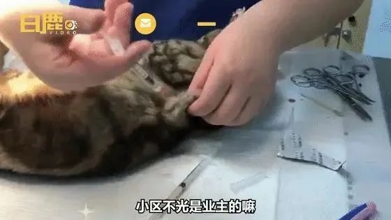 哪有免费给猫做绝育的（上门给猫做绝育多少钱）-第23张图片-昕阳网