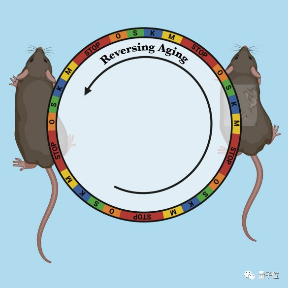 逆转衰老！“70岁”小鼠经数月治疗，肾脏皮肤等细胞重返"年轻态"