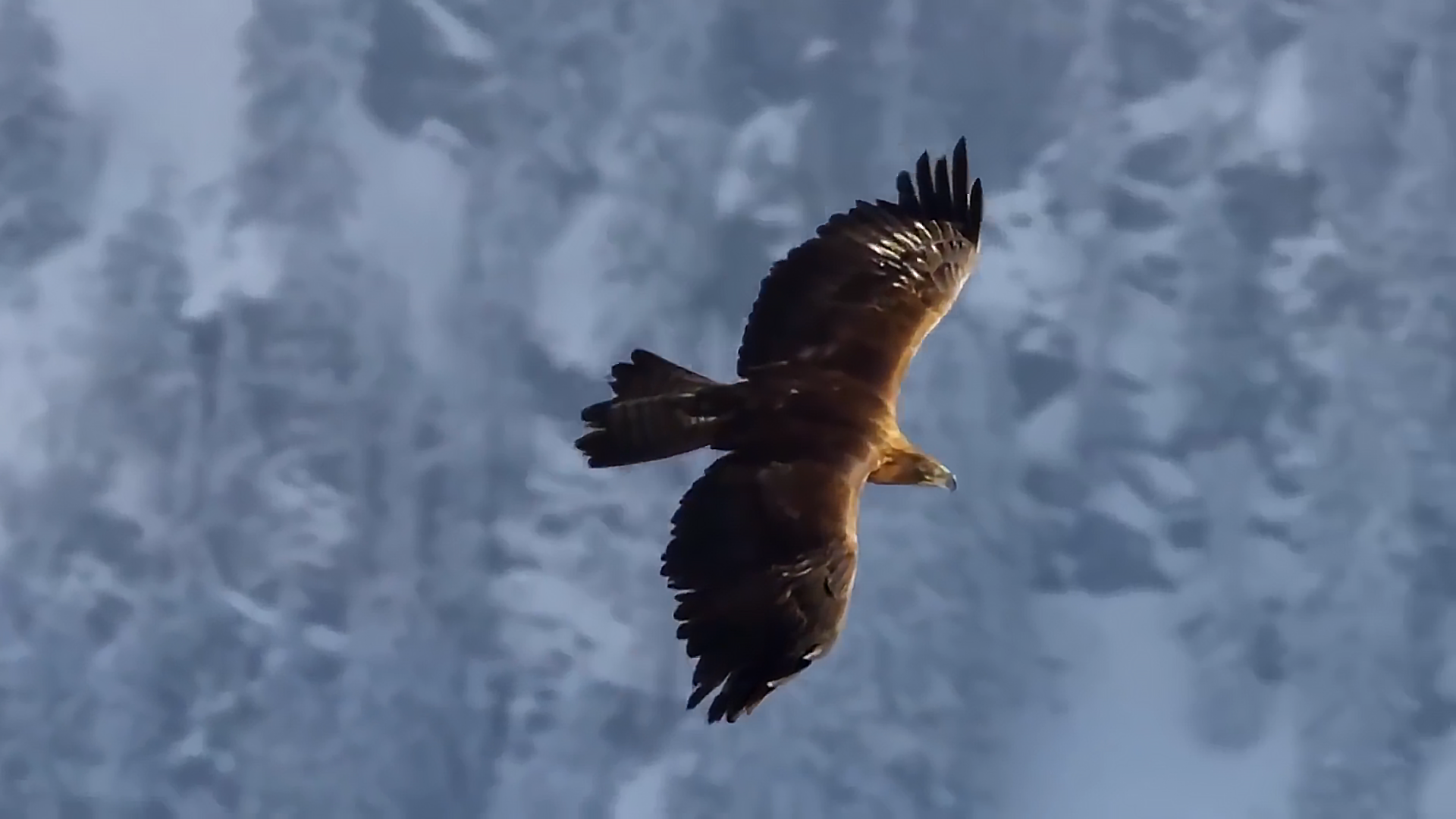 蜜蜂为新冠疫情立功，老鹰帮助抓恶人，动物的神奇天赋不可小瞧