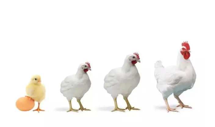 雞肉為何被譽為“降壓肉”？ 具體如何？ 雞肉對身體都有哪些好處？