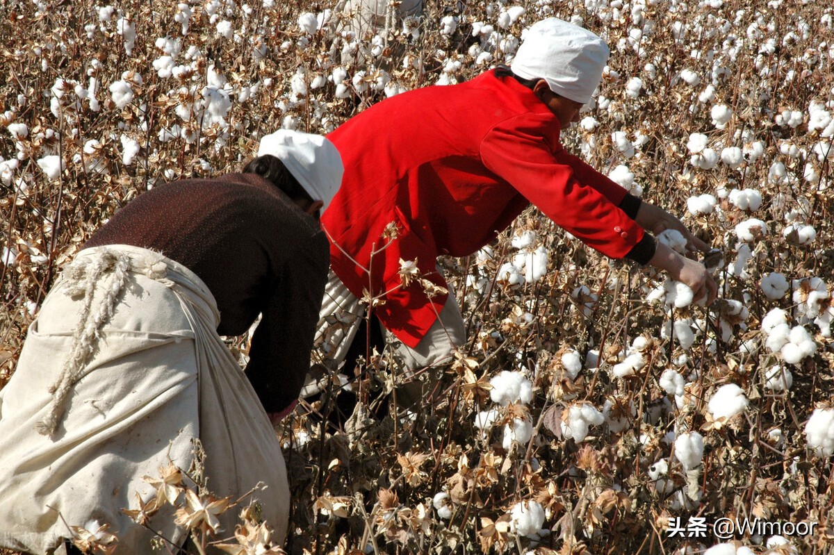 美国全面封杀“新疆棉”产品，亚马逊上还能卖棉质品吗？