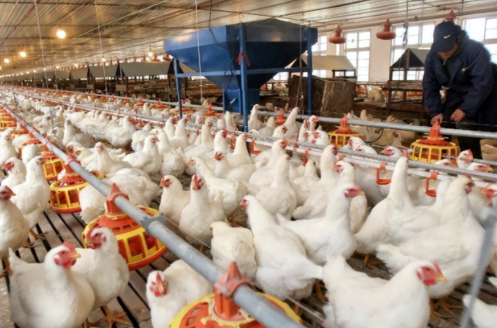 看看白羽鸡的生长速度