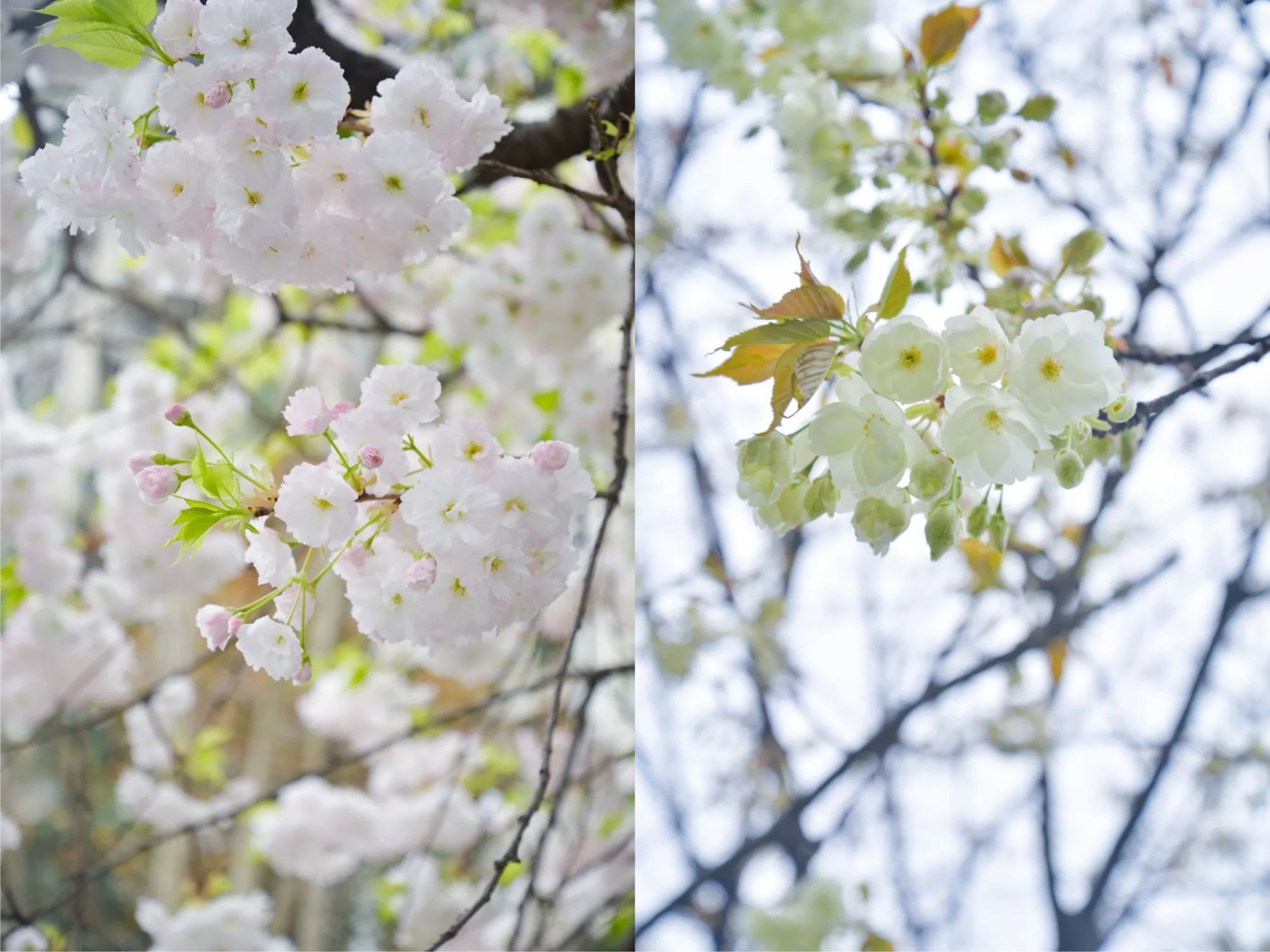 ������ء�ӣ���޶��������������ȡ��ۡ���