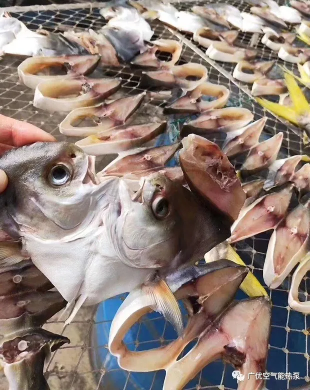 广优没有什么是“干”不了的-鱼干烘干工艺及解决方案