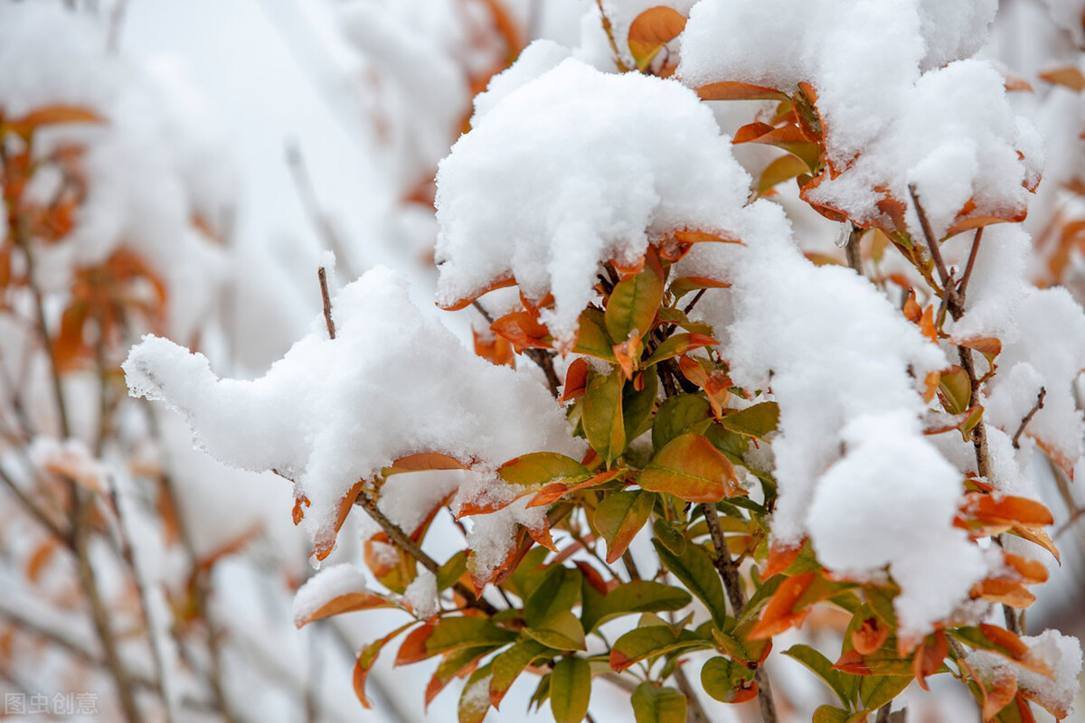 看世界杯喝酒语句(酒韵 | 温一壶雪景下酒，与这个冬天一醉方休​​​)