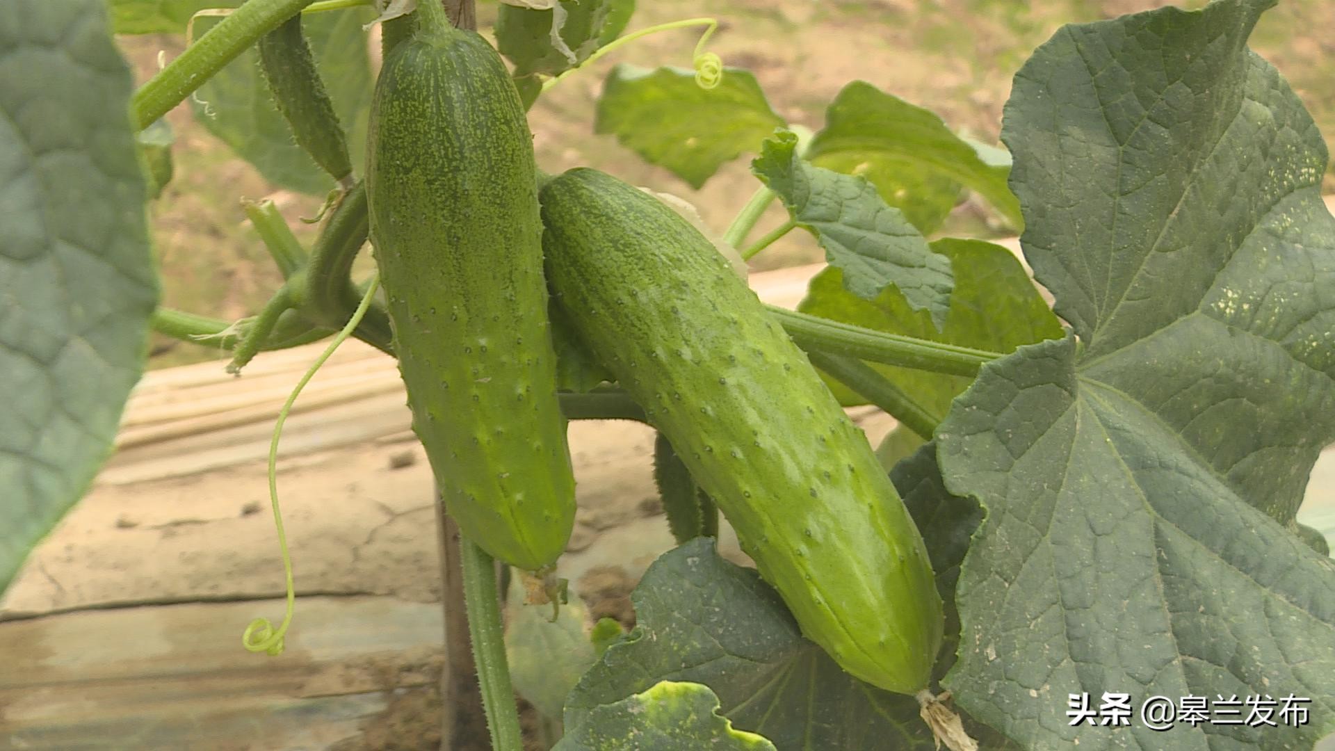 ������ʲ������������߲˴���������