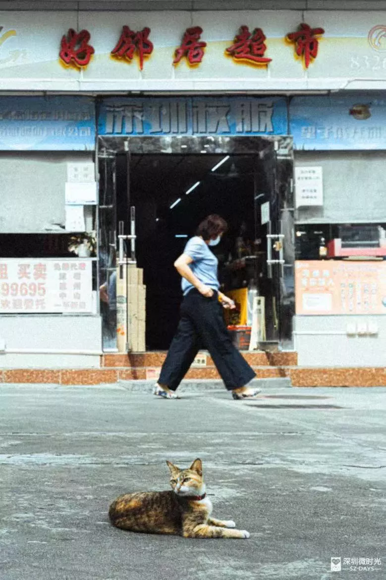 我在深圳灭蟑螂,月入过万的“救命”职业