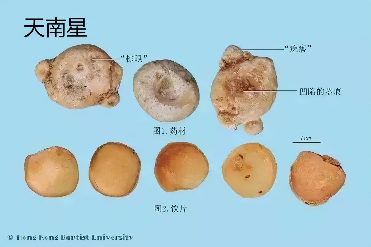 南星的功效与作用 南星的花语和寓意-百科叔叔